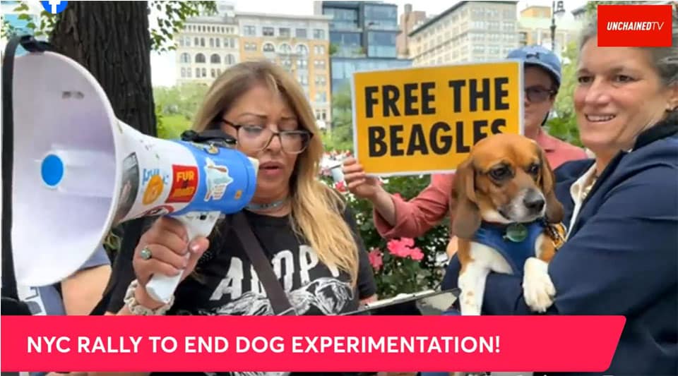Clover the beagle was present at the NYC rally against dog testing