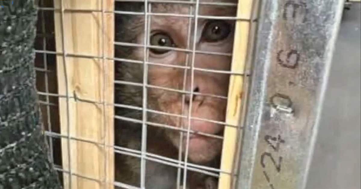 Monkey in vivisection lab image provided by PETA