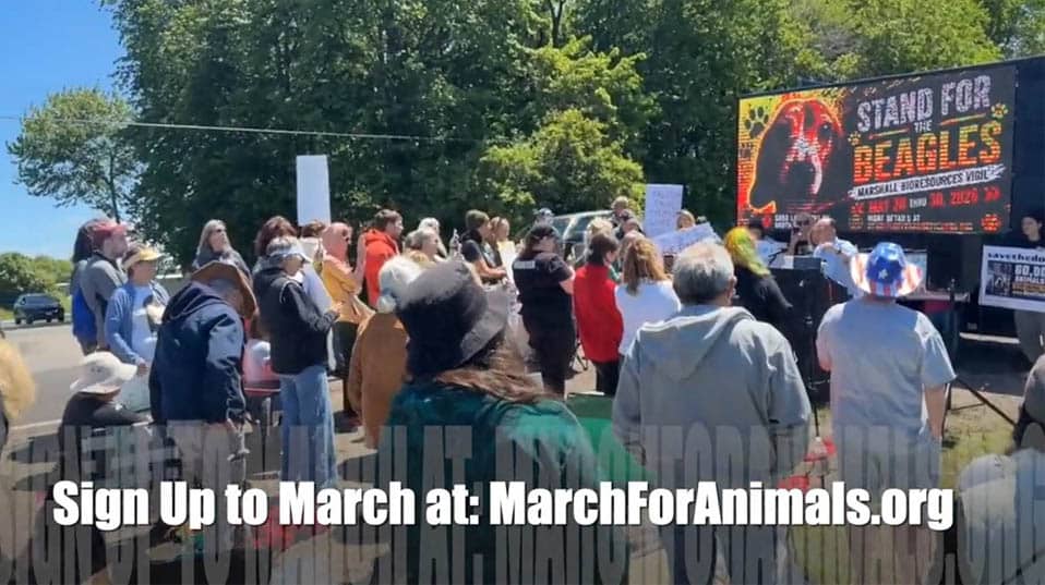 Protest against beagle experiments