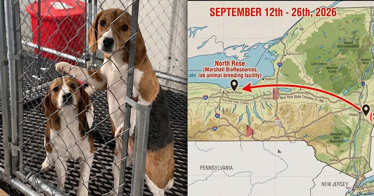 The march to end animal testing
