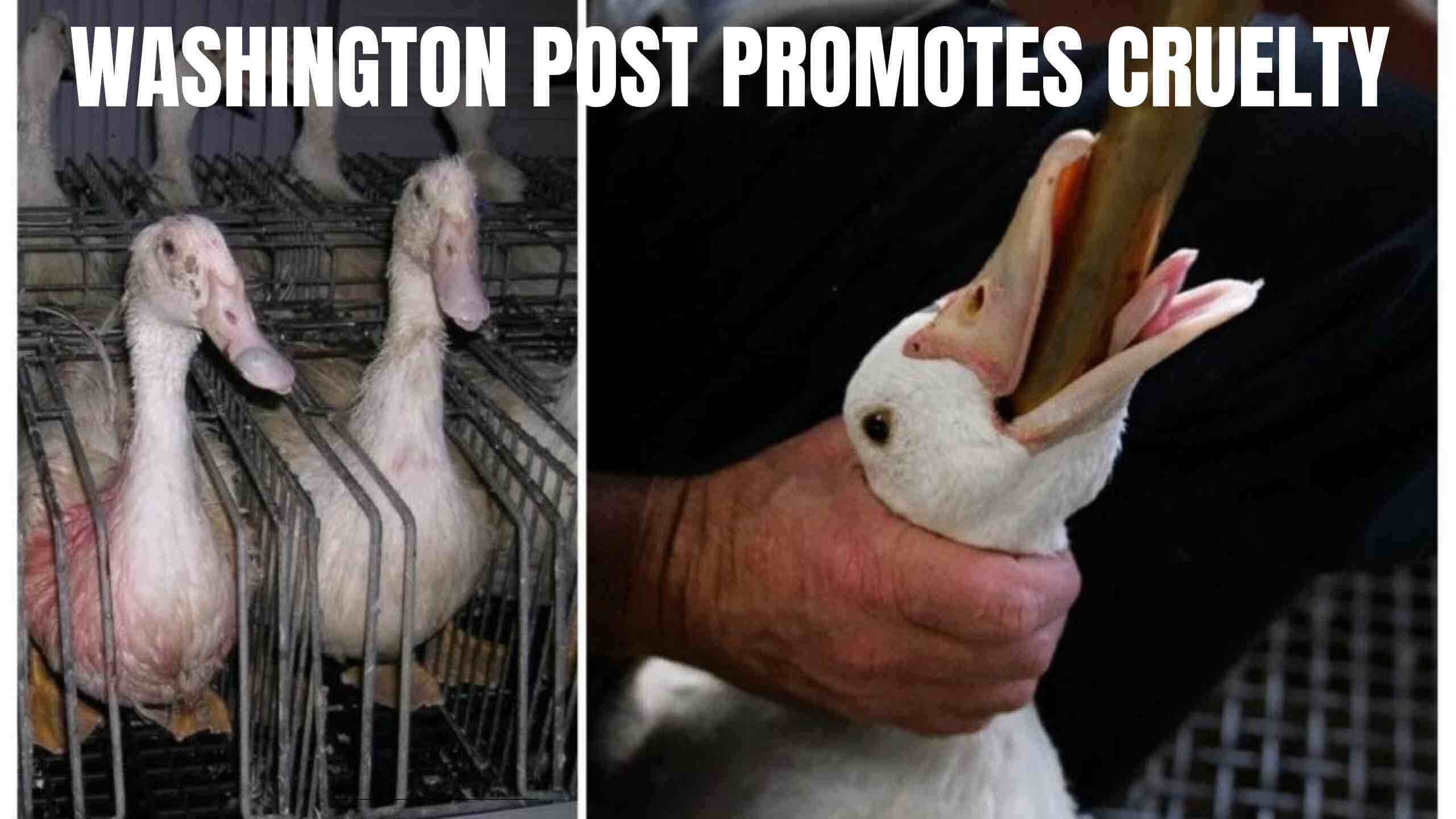 Washington Post Promotes Cruelty