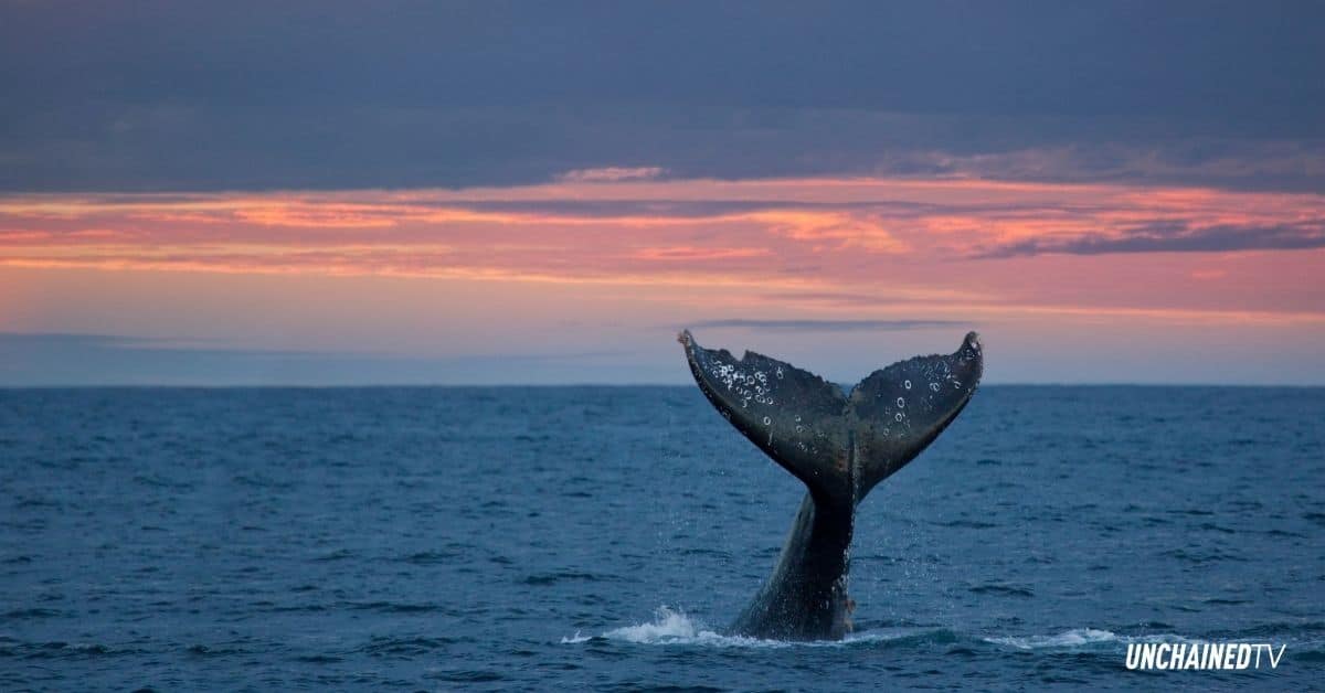 A gray whale surfaces in the Pacific Ocean