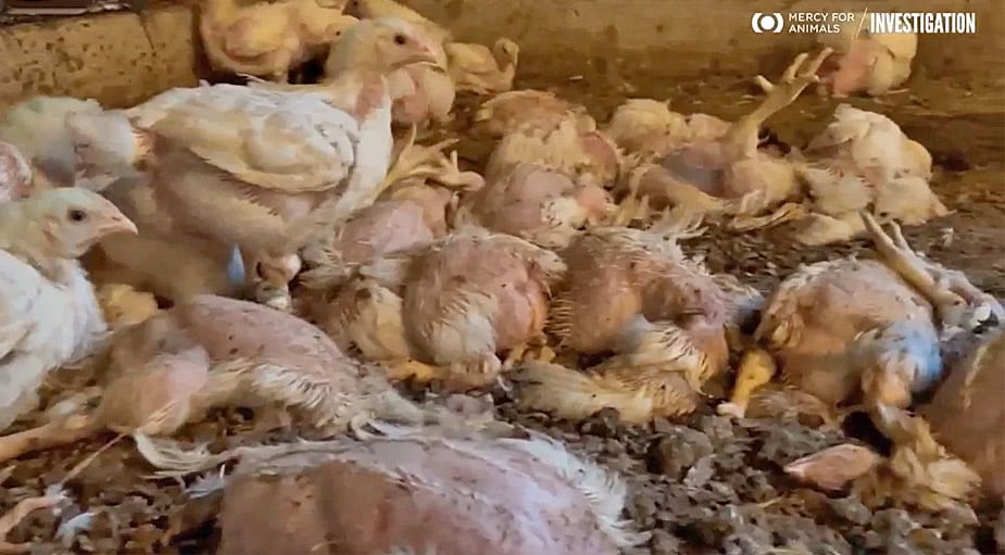 Cosco's Organic Chicken farms recorded by MfA