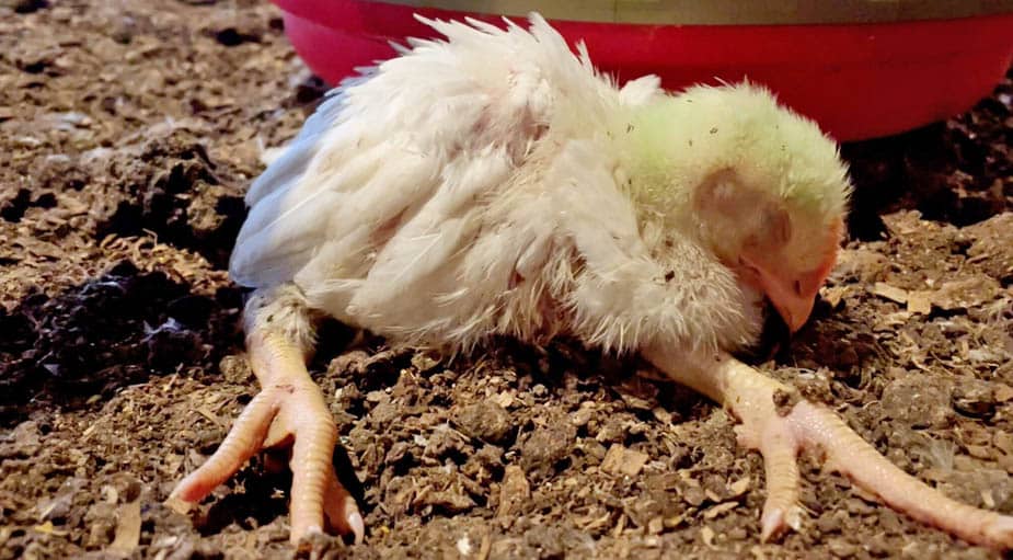 Cosco's Organic Chicken recorded by MfA