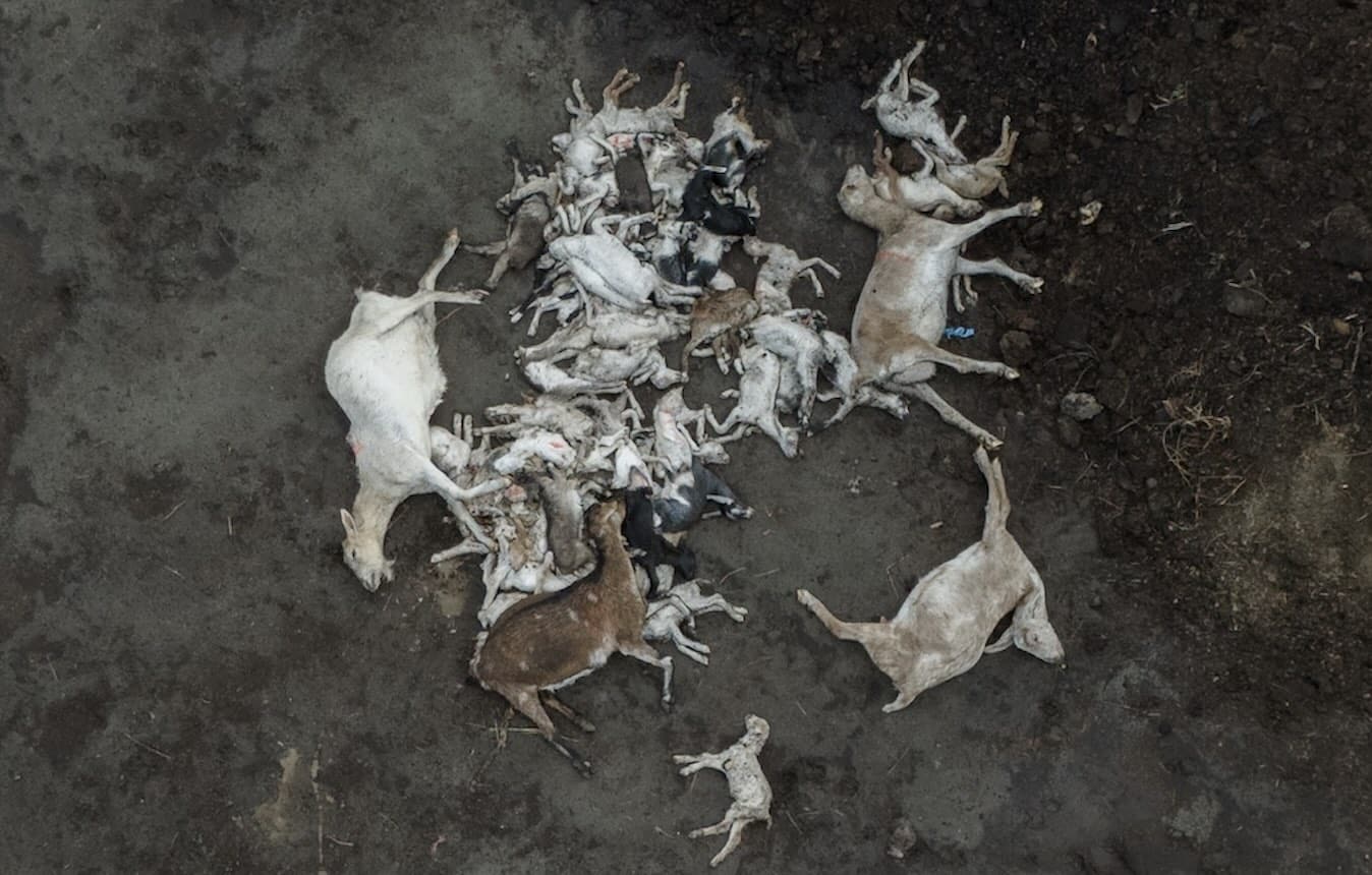 Dead Pile of Goats, courtest DxE