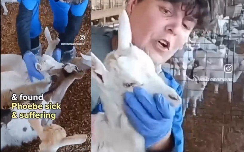 DxE Open Goat Rescue