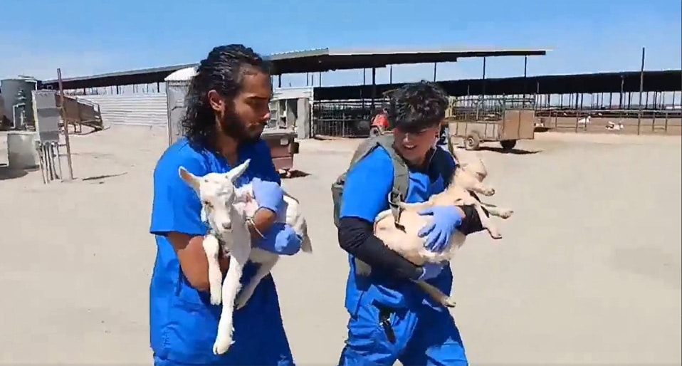 Open Goat Rescue in California photo DxE