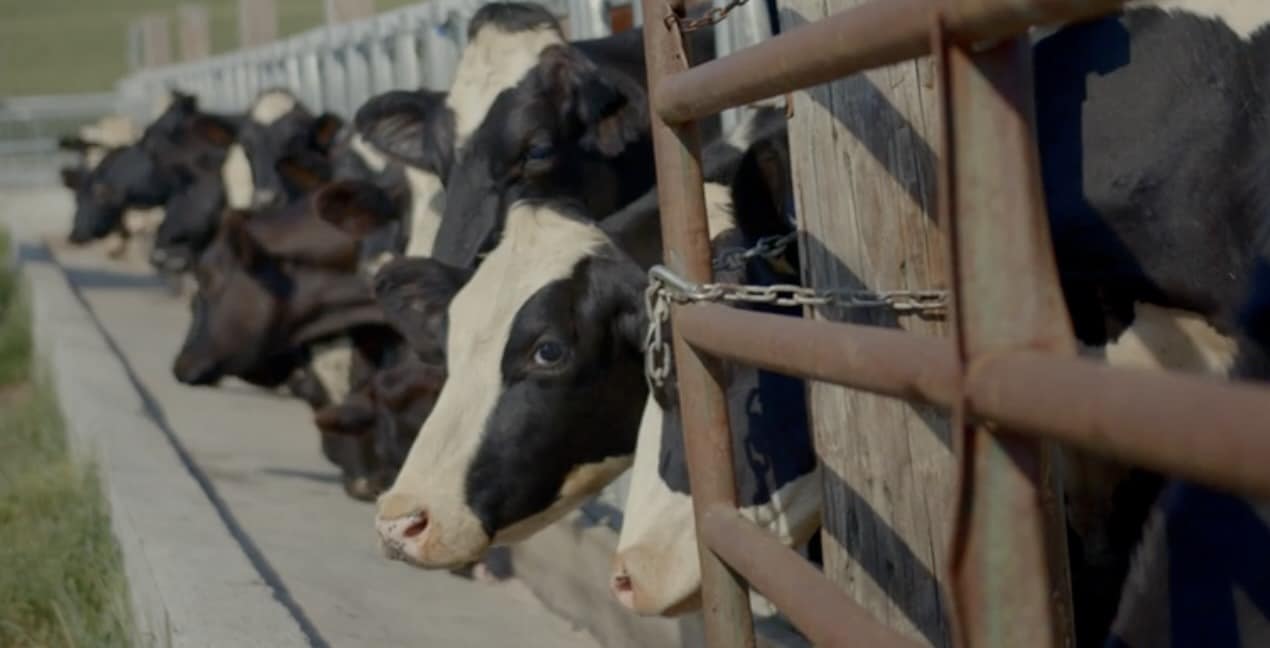 Cattle on Feedlot