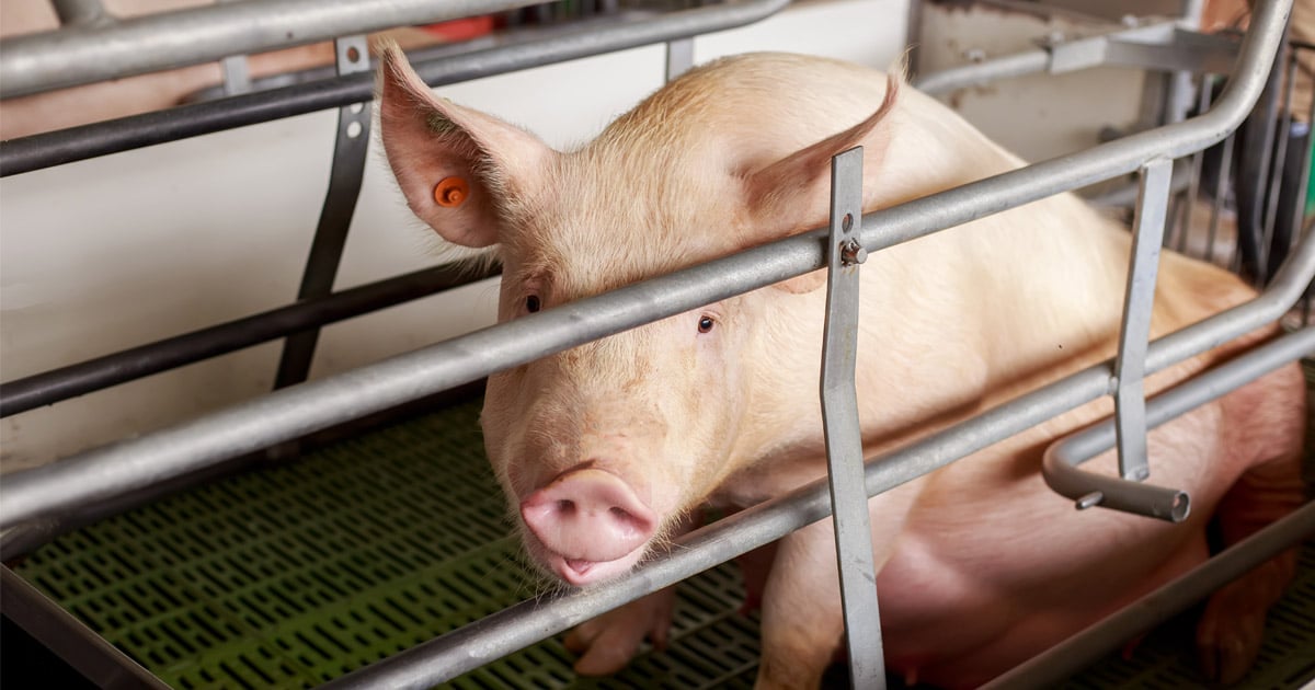 Pig in farrowing crate