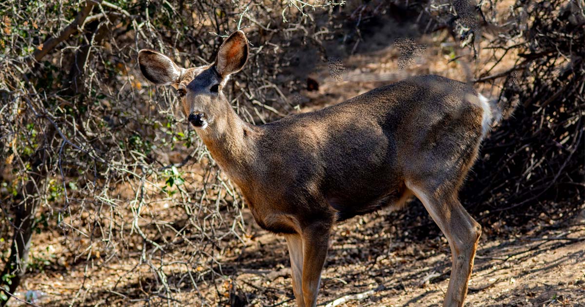 Mule Deer, Late Afternoon.
