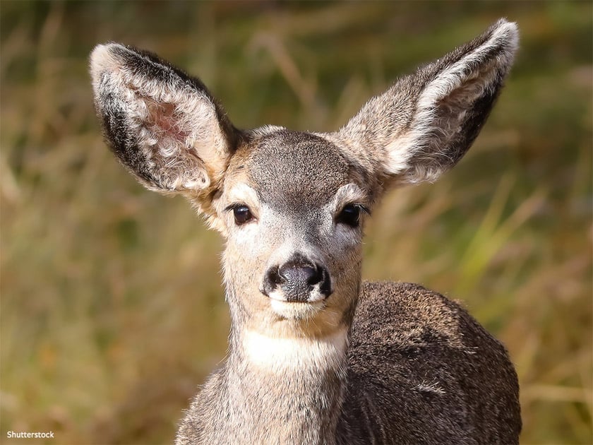 Catalina Island Mule Deer