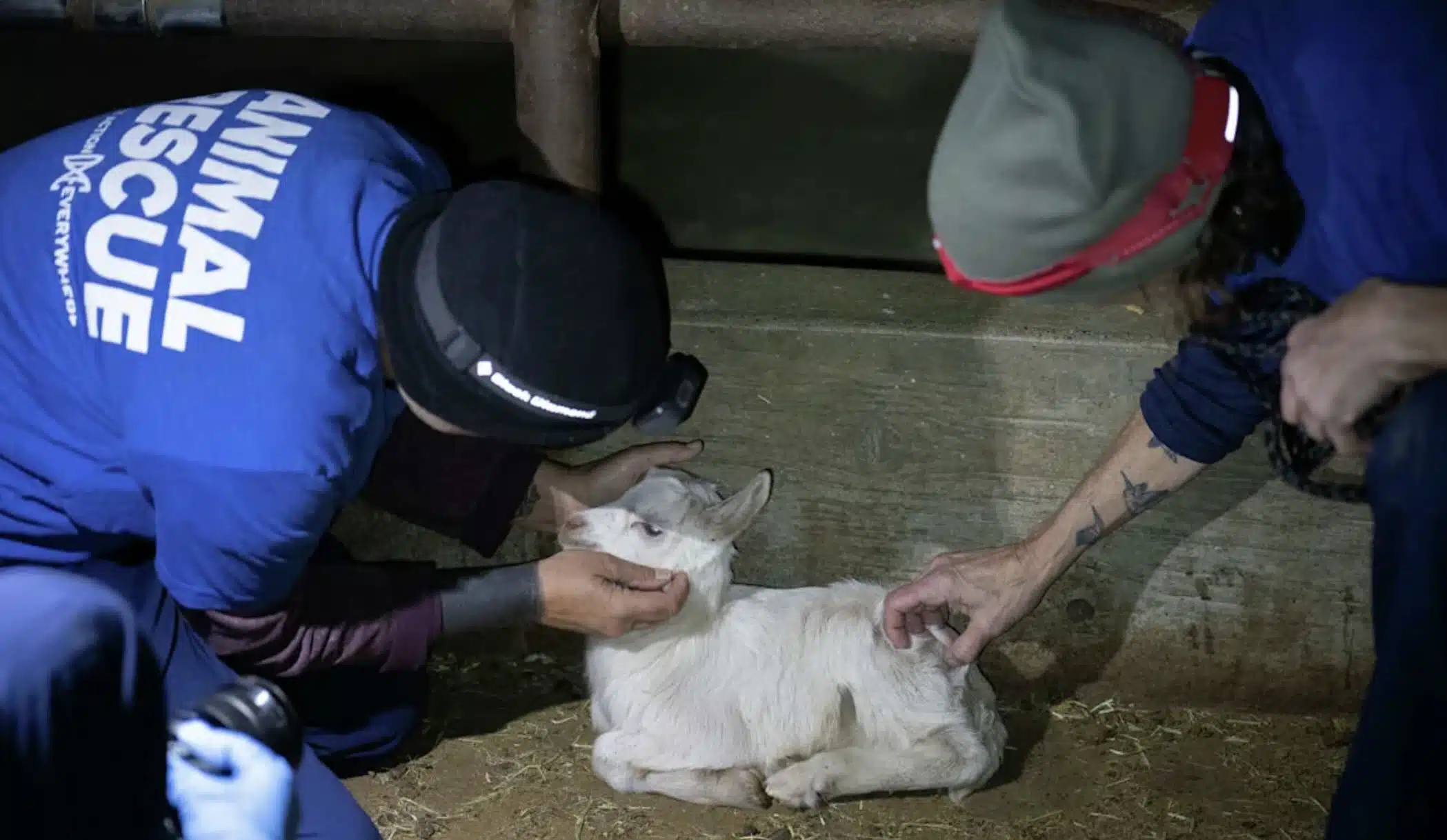 Goat Rescue courtesy DxE