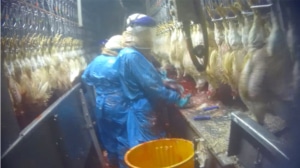 High-Speed Slaughter recorded by Animal Outlook
