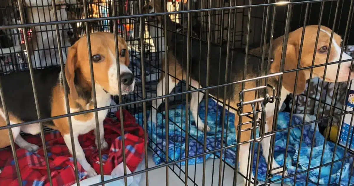 Kennel eyes beagle rescue freedom project