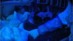 Workers handling chickens in high-speed slaughter recorded by Animal Outlook