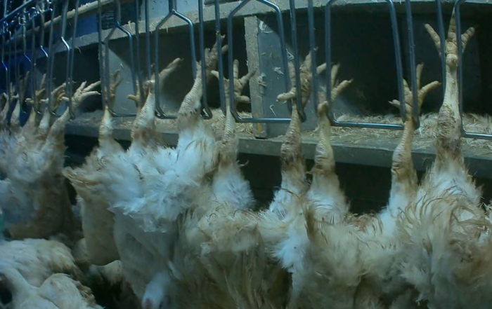 chickens in slaughterhouse image Animal Outlook