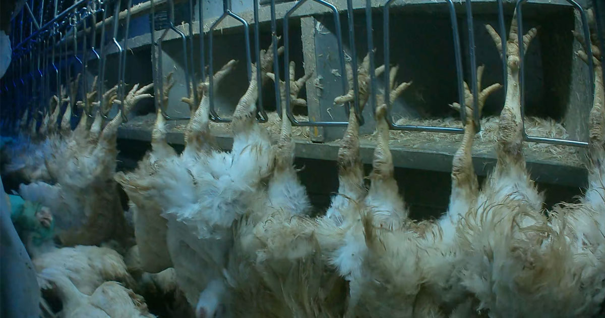 chickens in slaughterhouse image Animal Outlook
